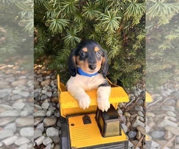 Medium Photo #3 Dachshund Puppy For Sale in MIDDLEBURY, IN, USA