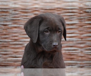 Labrador Retriever Puppy for sale in CLAYTON, NC, USA