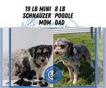 Small Photo #58 Schnoodle (Miniature) Puppy For Sale in GOSHEN, IN, USA