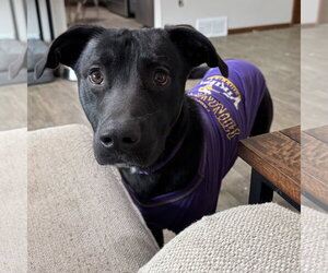 Borador Dogs for adoption in Princeton, MN, USA