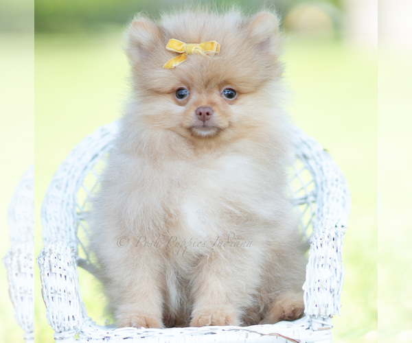 Medium Photo #5 Pomeranian Puppy For Sale in WARSAW, IN, USA