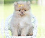 Small #4 Pomeranian