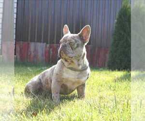 Mother of the French Bulldog puppies born on 08/26/2022