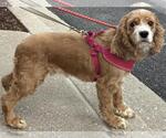 Small #3 Cocker Spaniel