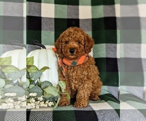 Poodle (Miniature) Puppy for sale in NEW PROVIDENCE, PA, USA