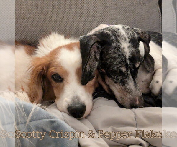 Medium Photo #2 Dachshund Puppy For Sale in San Antonio, TX, USA