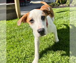 Small #4 Great Pyrenees Mix