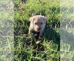 Small Photo #4 Labrador Retriever Puppy For Sale in AVA, MO, USA