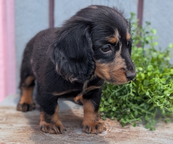 Medium Photo #8 Dachshund Puppy For Sale in GOSHEN, IN, USA