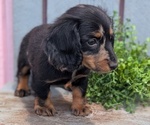 Small #7 Dachshund