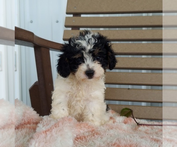 Medium Photo #1 Cavapoo Puppy For Sale in FRYTOWN, IA, USA