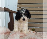 Small Photo #1 Cavapoo Puppy For Sale in FRYTOWN, IA, USA