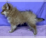 Small Photo #9 Pomeranian Puppy For Sale in AZLE, TX, USA