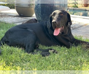Father of the Labrador Retriever puppies born on 05/17/2026