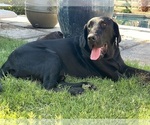 Small Photo #1 Labrador Retriever Puppy For Sale in QUEEN CREEK, AZ, USA