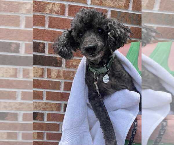Medium Photo #1 Poodle (Miniature) Puppy For Sale in Candler, NC, USA