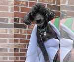 Small Poodle (Miniature)