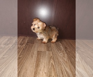 Yorkshire Terrier Puppy for Sale in LAPEER, Michigan USA