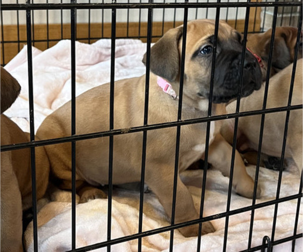 Medium Photo #6 Boerboel-Cane Corso Mix Puppy For Sale in MARION, OH, USA