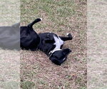 Small Photo #5 Borador Puppy For Sale in Houston, TX, USA
