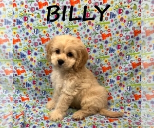 Cock-A-Poo Puppy for sale in HARTLAND, MN, USA