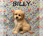 Image preview for Ad Listing. Nickname: Billy