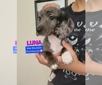 Image preview for Ad Listing. Nickname: LUNA