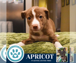 Small #1 Boxer Mix