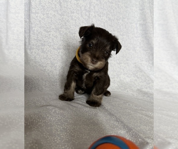 Medium Photo #3 Schnauzer (Miniature) Puppy For Sale in KNOX CITY, MO, USA