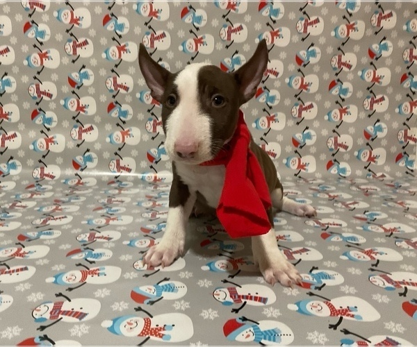 Medium Photo #3 Bull Terrier Puppy For Sale in BIRMINGHAM, AL, USA