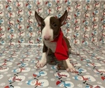 Small #2 Bull Terrier