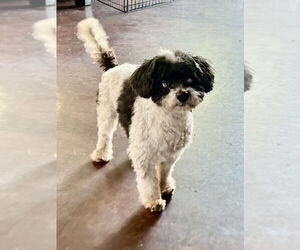 Poodle (Miniature) Dogs for adoption in San Diego , CA, USA