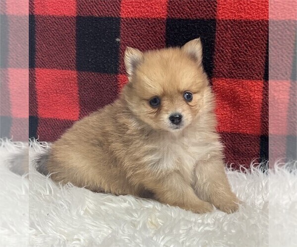 Medium Photo #2 Pomeranian Puppy For Sale in BOCA RATON, FL, USA