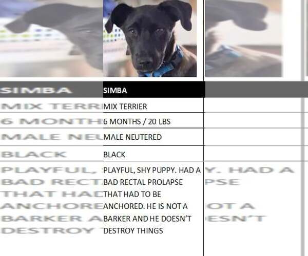 Medium Photo #2 Mutt Puppy For Sale in Crystal, MN, USA