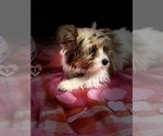 Small Photo #10 Yorkshire Terrier Puppy For Sale in FORT WORTH, TX, USA