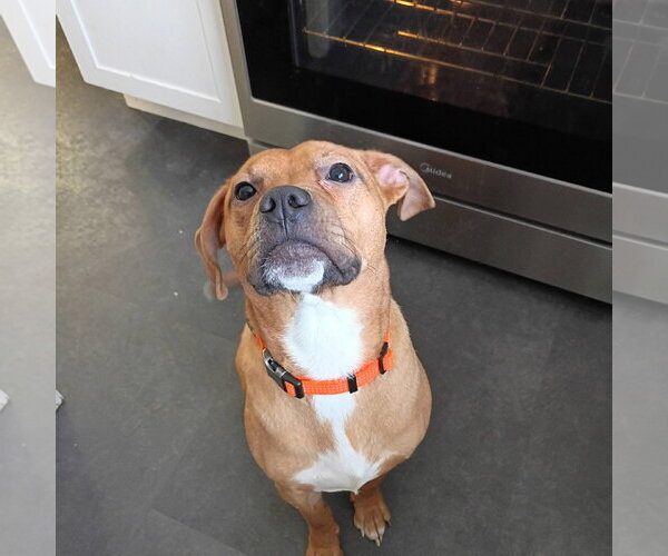 Medium Photo #2 American Pit Bull Terrier-Unknown Mix Puppy For Sale in Germantown, OH, USA