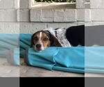 Small #1 Beagle