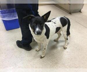 Texas Heeler-Unknown Mix Dogs for adoption in Riverside, CA, USA