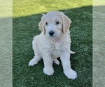 Puppy Pink Goldendoodle