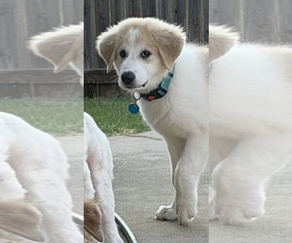 Medium Photo #7 Great Pyrenees-Unknown Mix Puppy For Sale in Dallas, TX, USA