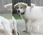 Small #6 Great Pyrenees Mix