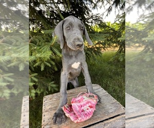 Great Dane Puppy for sale in MIDDLEBURY, IN, USA