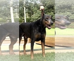 Small #7 Doberman Pinscher