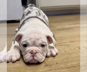 English Bulldog Puppy for sale in PASADENA, CA, USA