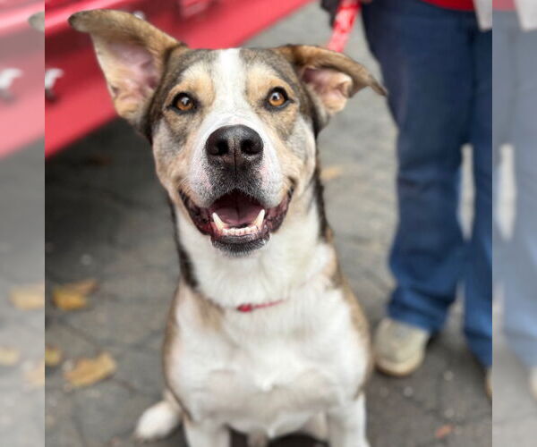 Medium Photo #6 Mutt Puppy For Sale in Canton, CT, USA