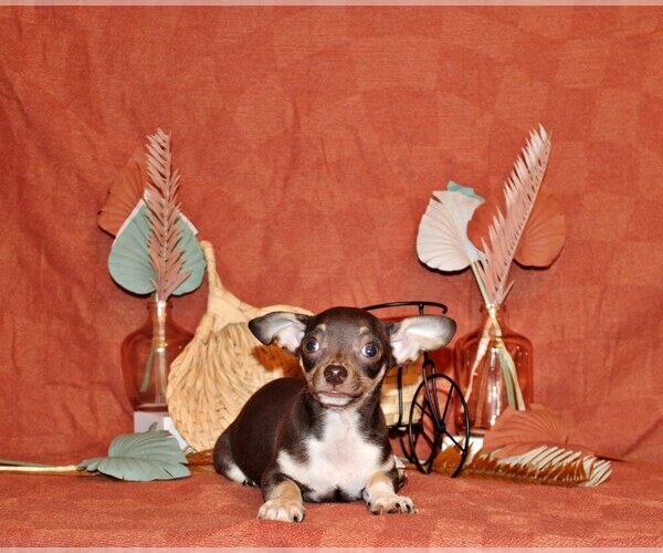Medium Photo #28 Chihuahua Puppy For Sale in CHARLESTON, AR, USA