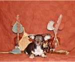 Puppy Remus Chihuahua