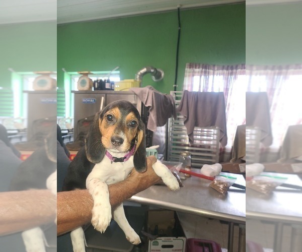 Medium Photo #4 Beagle Puppy For Sale in MONROEVILLE, NJ, USA
