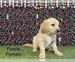 Small Photo #7 Golden Retriever Puppy For Sale in CORONA, CA, USA