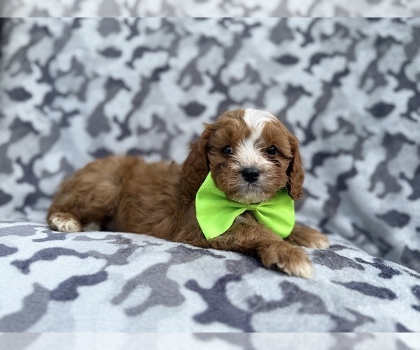 Medium Photo #4 Cavapoo (Miniature) Puppy For Sale in LAKELAND, FL, USA